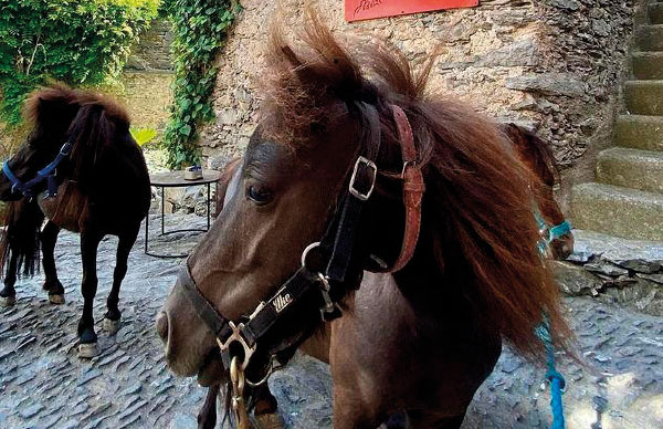 colletta-di-castelbianco-attivita-pony